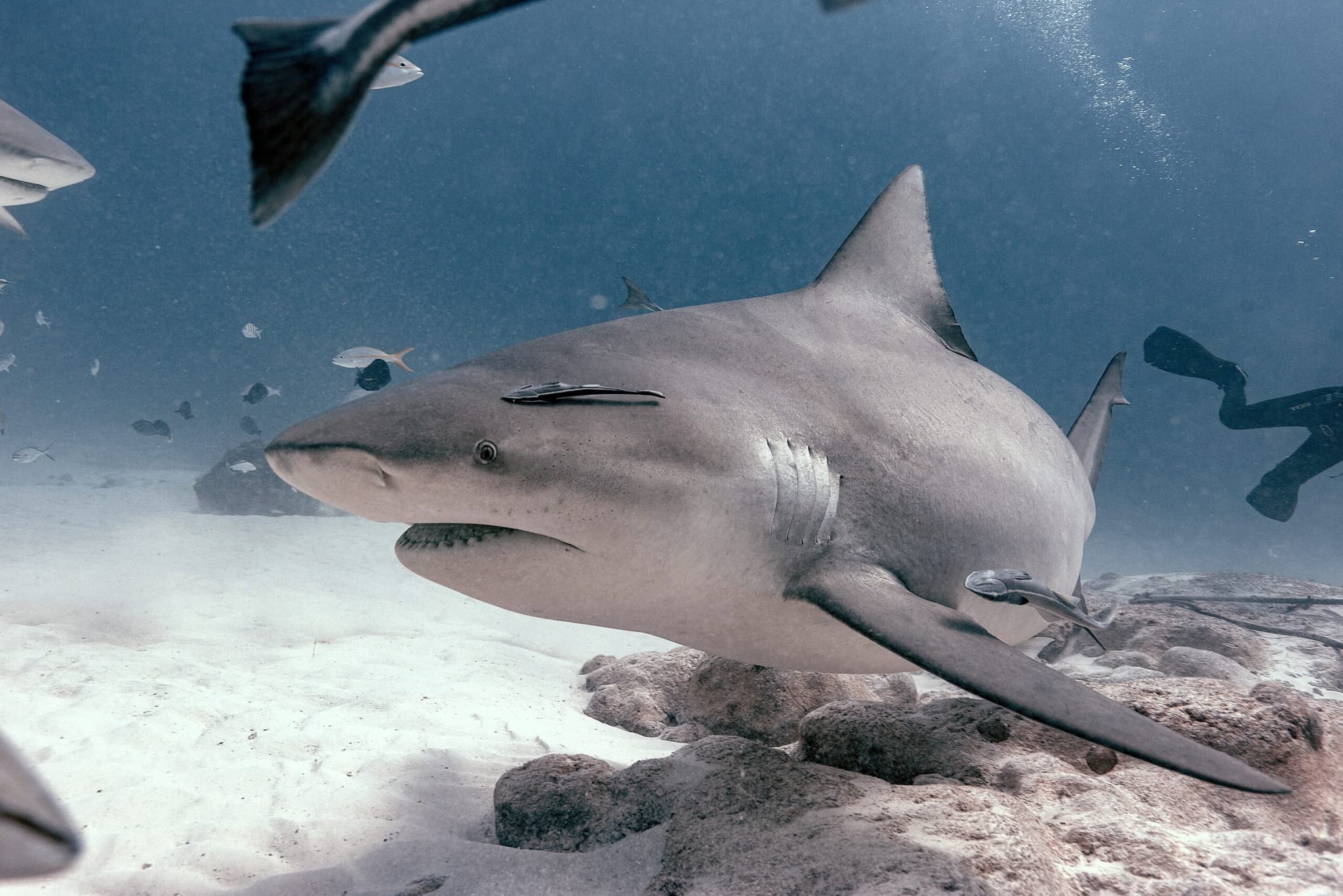 Playa del Carmen und die Bullenhaie Mexiko erwarten dich bei DeepDiveMexico