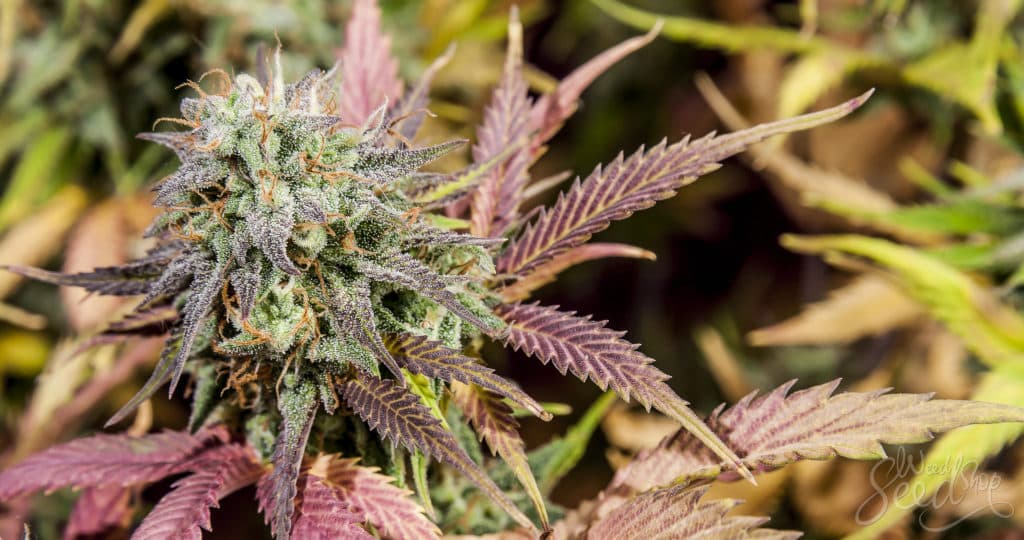 Cannabis Samen und Appetitregulation: Einsichten aus Studien