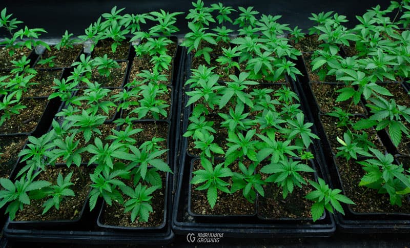 Sativa, Indica und Hybrid: Unterschiede bei Cannabis Samen