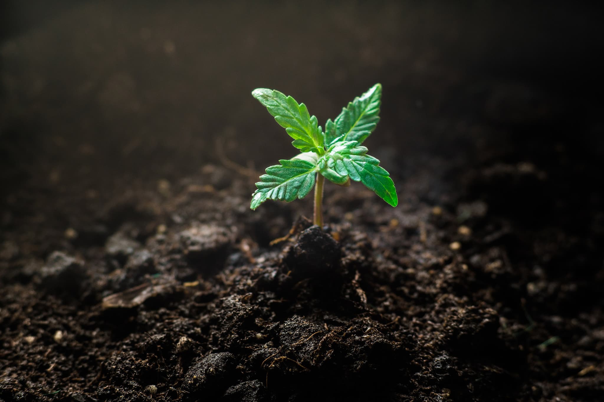 Bauen Sie Ihr eigenes botanisches Wunderland an: Kaufen Sie Cannabissamen und schaffen Sie einen üppigen Garten
