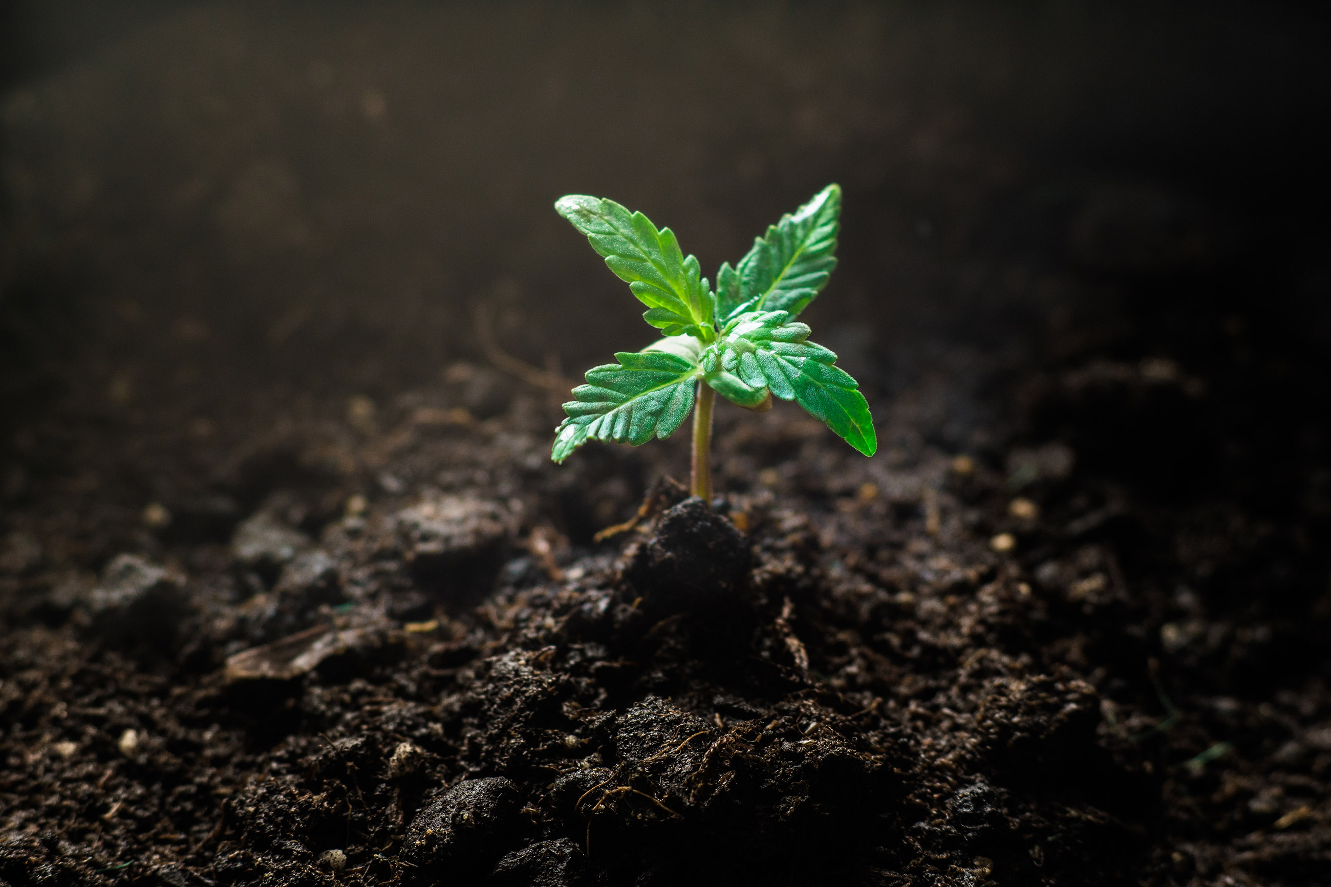 Bauen Sie Ihr eigenes botanisches Wunderland an: Kaufen Sie Cannabissamen und schaffen Sie einen üppigen Garten