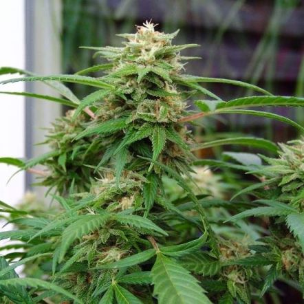 Cherry Zoap Autoflower: Eine Kombination aus Frische und Kraft